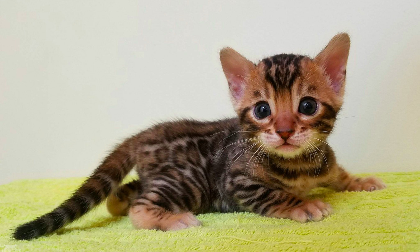 Bengal 12 bengal-12