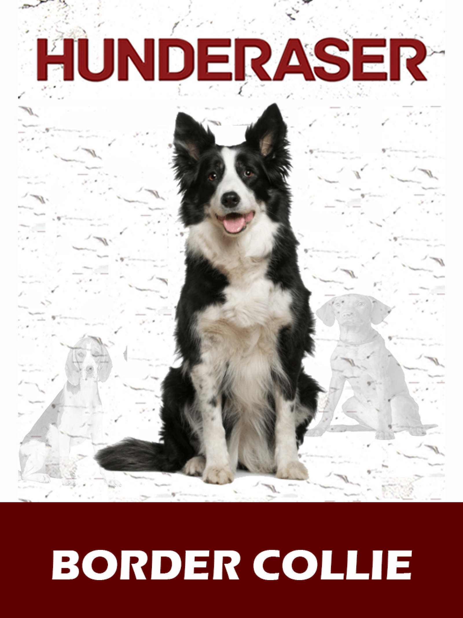 Border collie