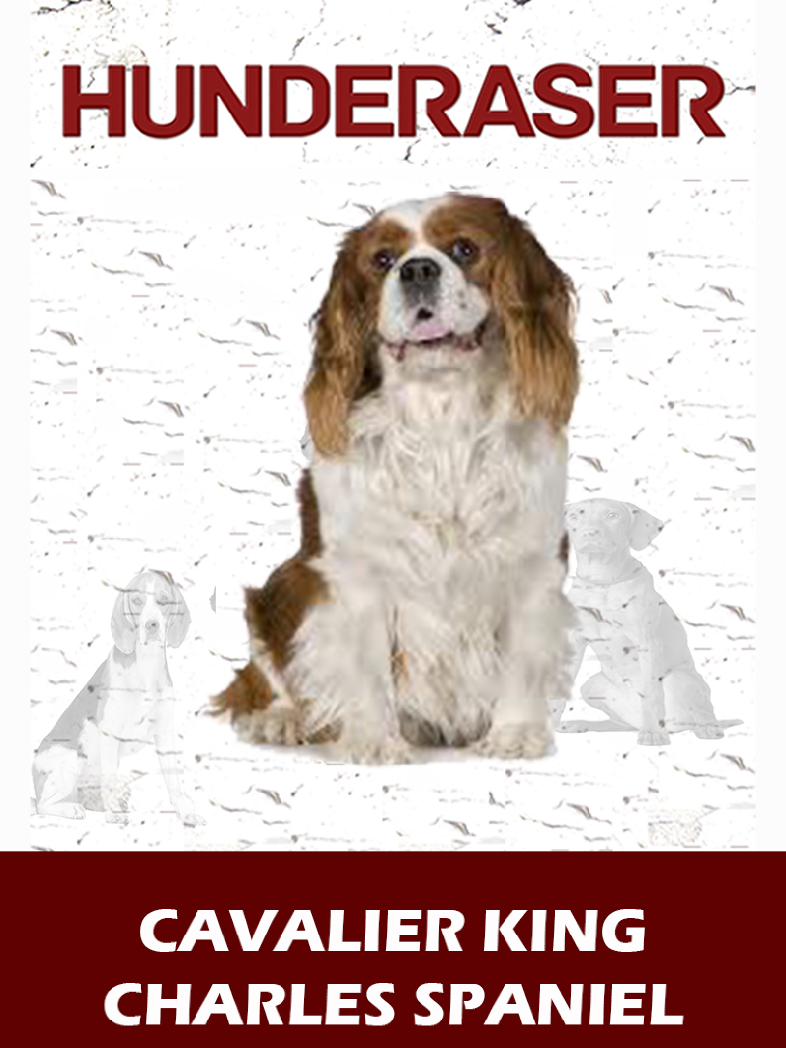 Cavalier King Charles spaniel