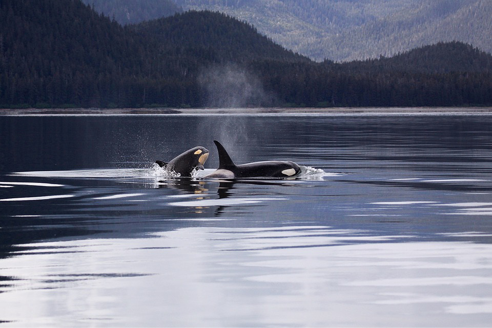 Killer Whales, Orcas, Breaching, Ocean, Mammal, Animal