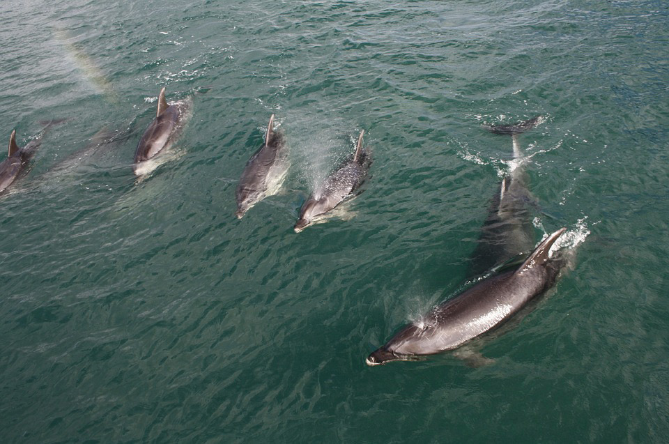 Dolphins, Water, New Zealand, Sea, Blue, Aquatic