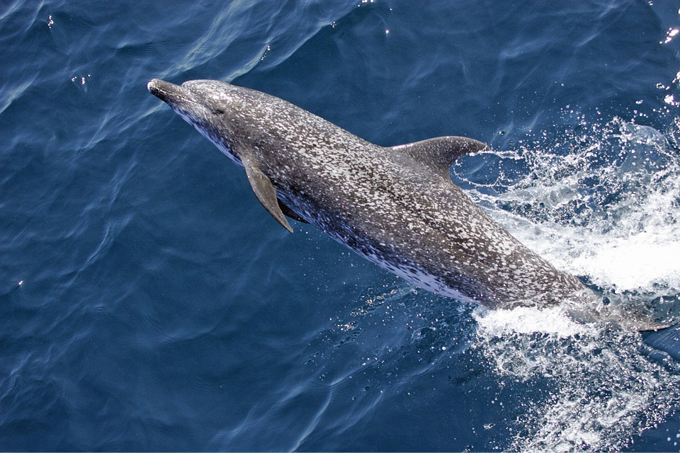 Atlantic Spotted Dolphin, Dolphin, Swimming, Leap, Jump