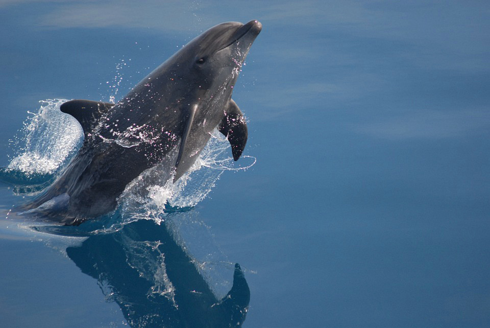 Bottlenose Dolphin, Sea, Ocean, Water, Reflections