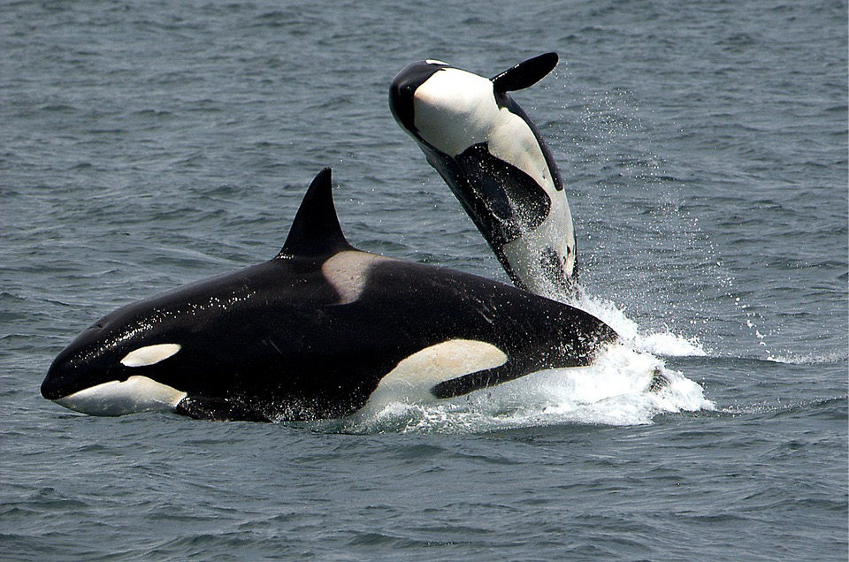 Killer Whales, Orcas, Breaching, Jumping, Nature