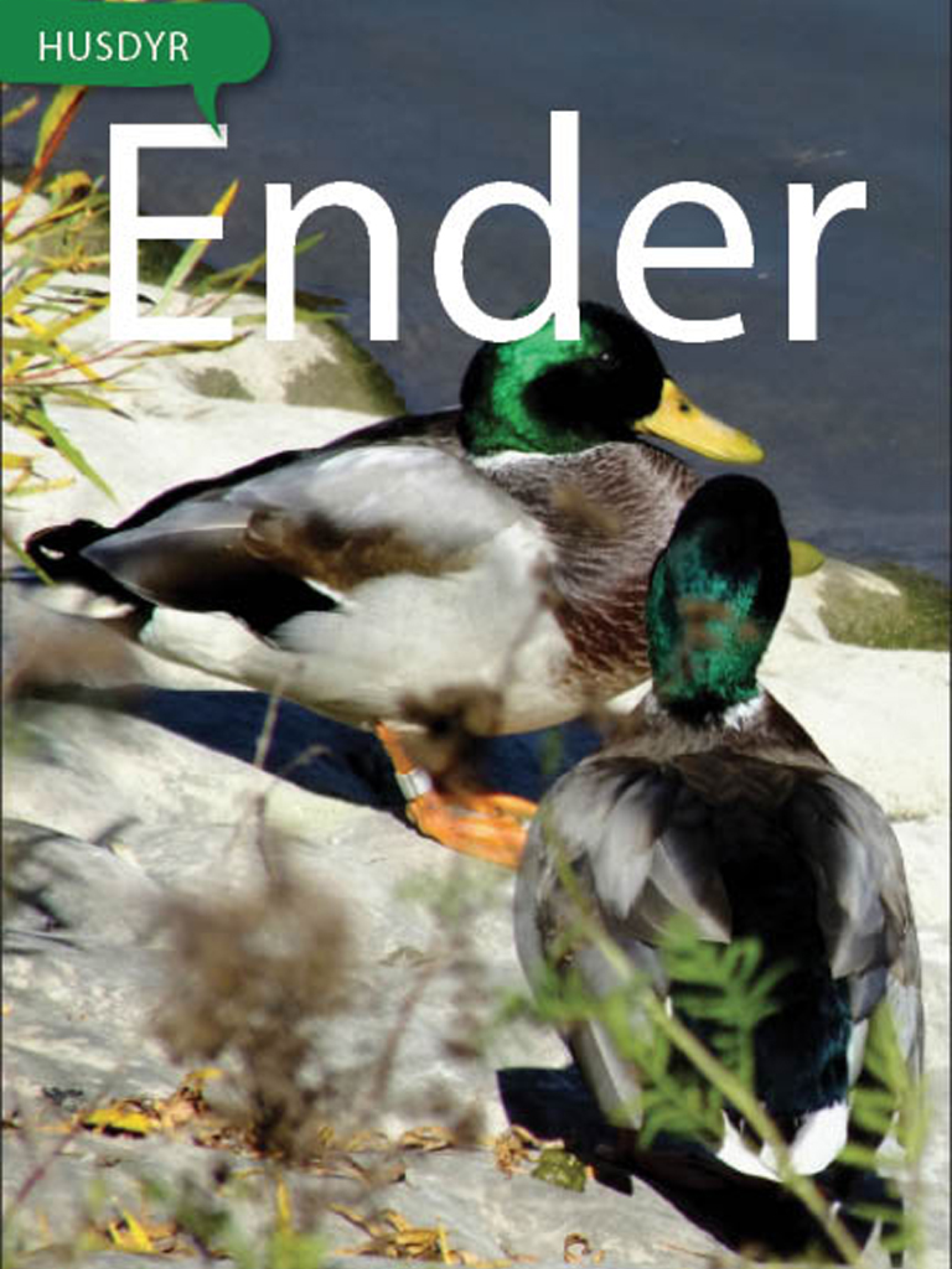 Ender