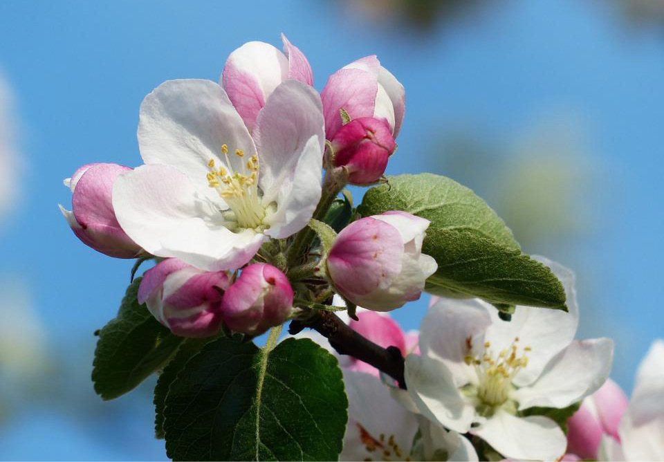 Apple Blossom, Apple Tree, Blossom, Bloom, White, Pink