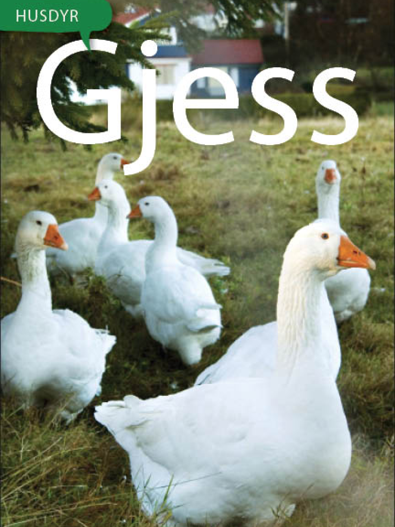 Gjess