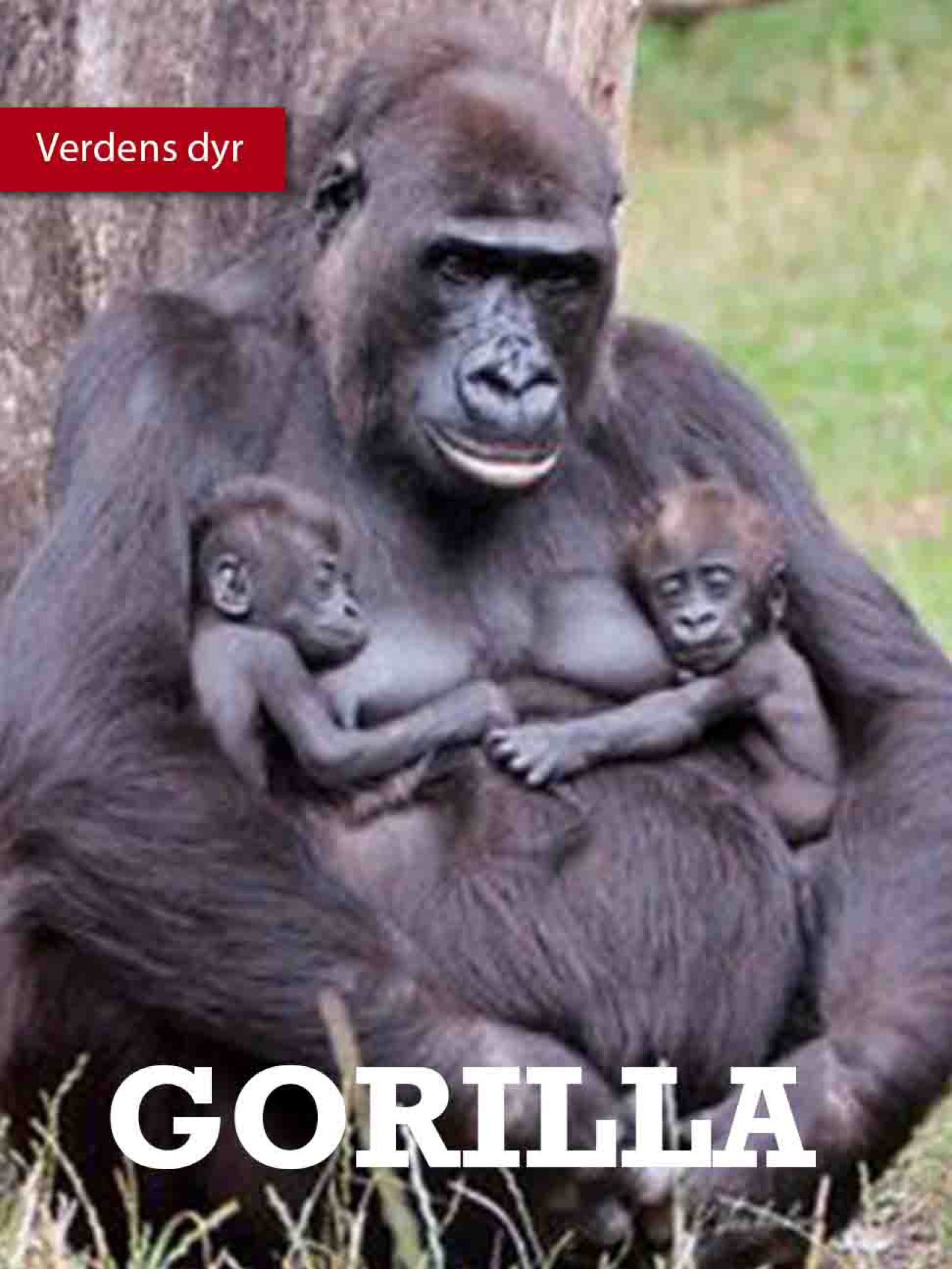 Gorilla