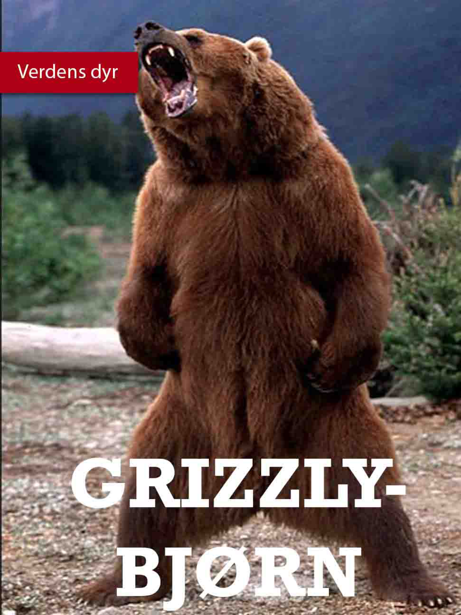 Grizzlybjørn