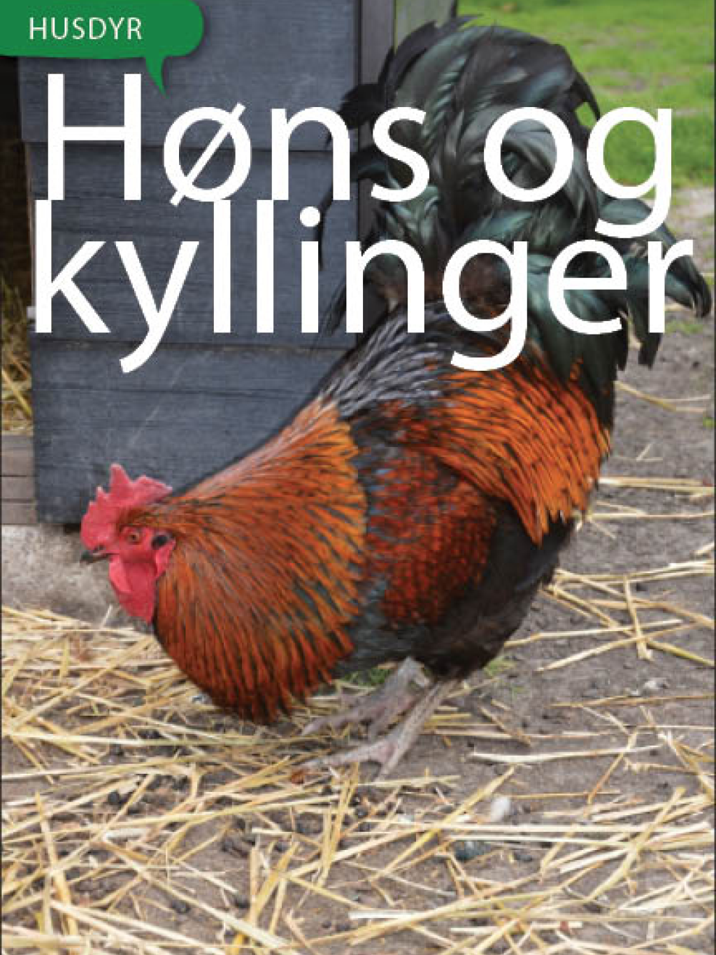 Høns og kyllinger