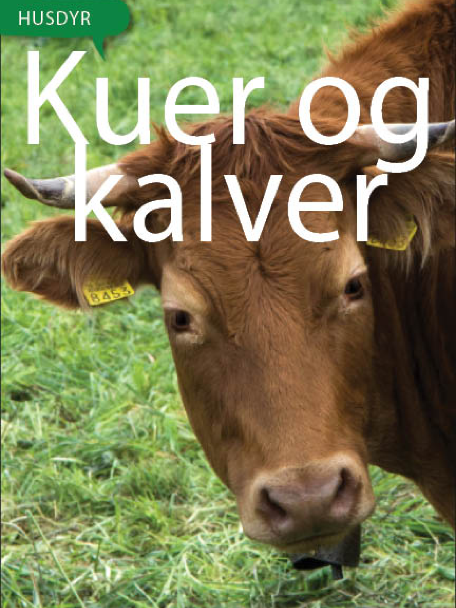 Kuer og kalver