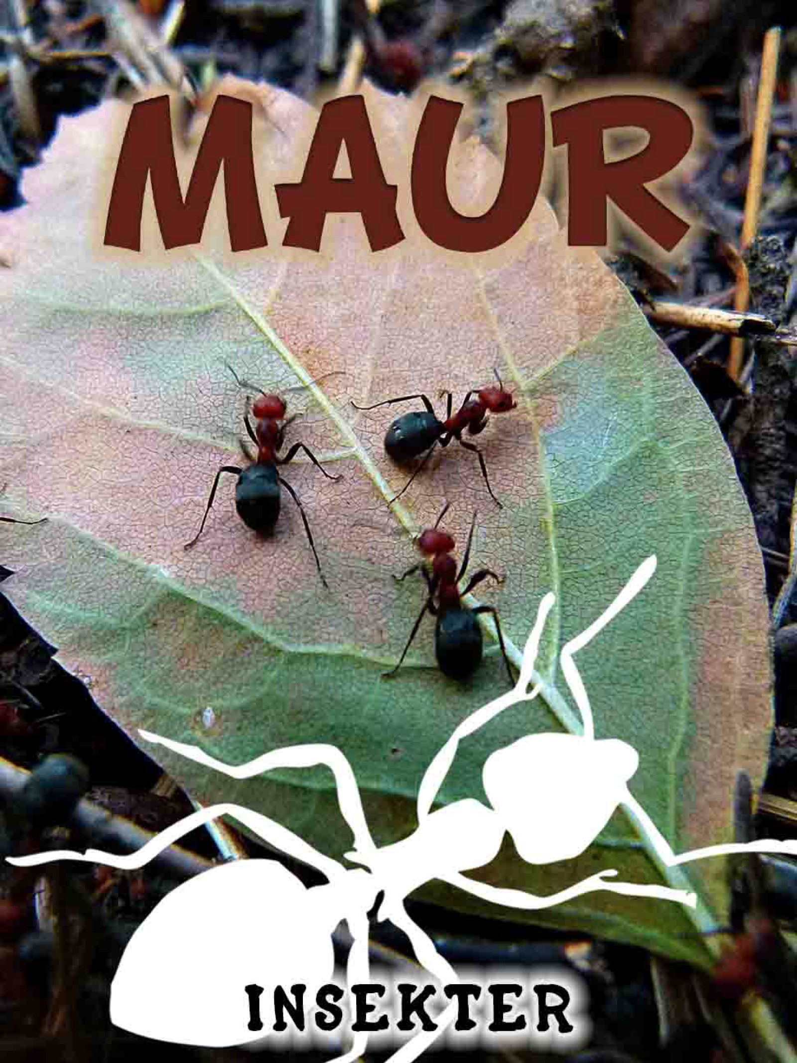 Maur