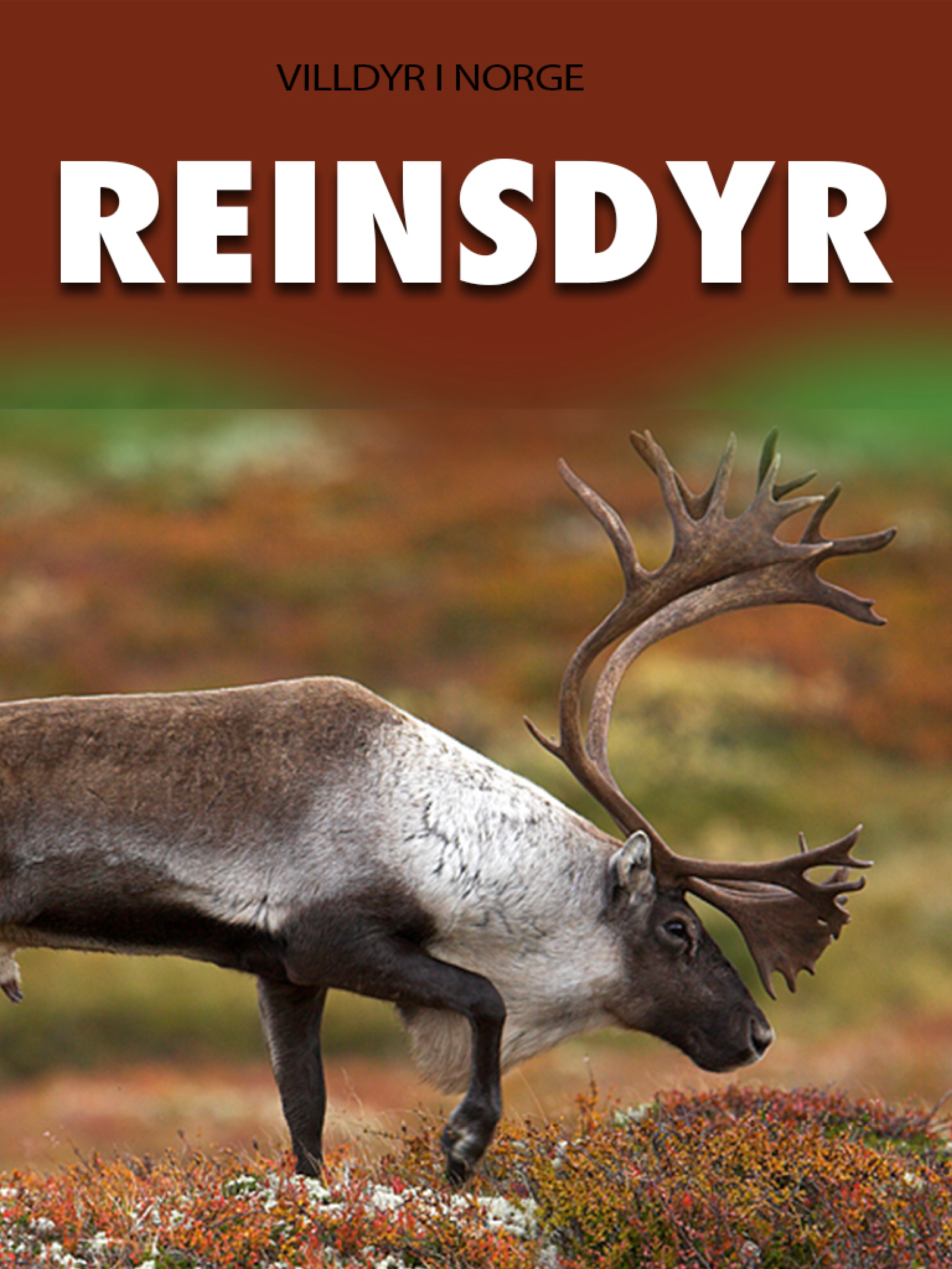 Reinsdyr
