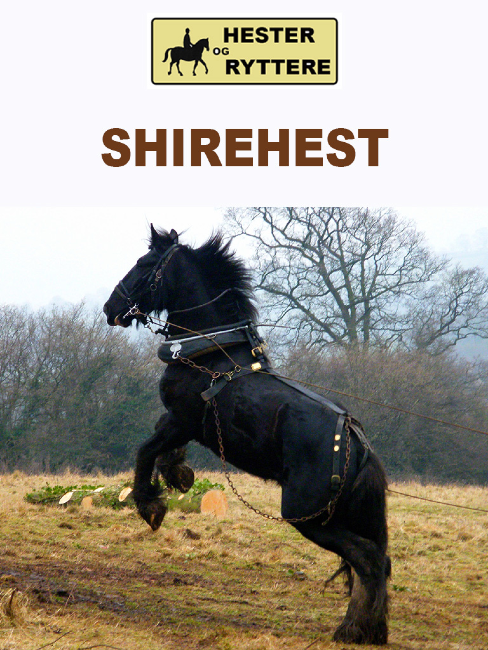 Shirehesten