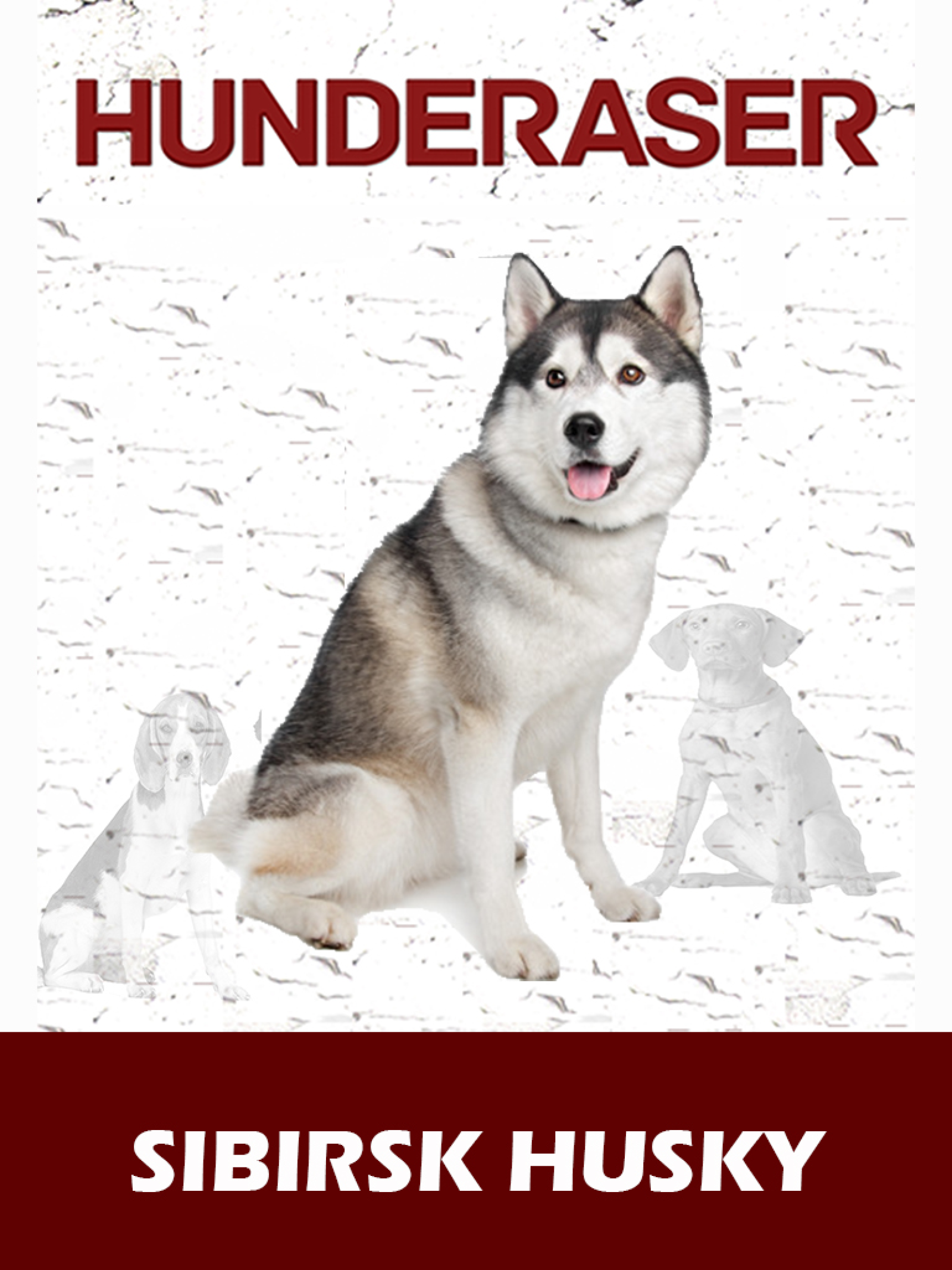 Sibirsk husky