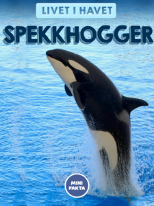 Spekkhogger Minifakta