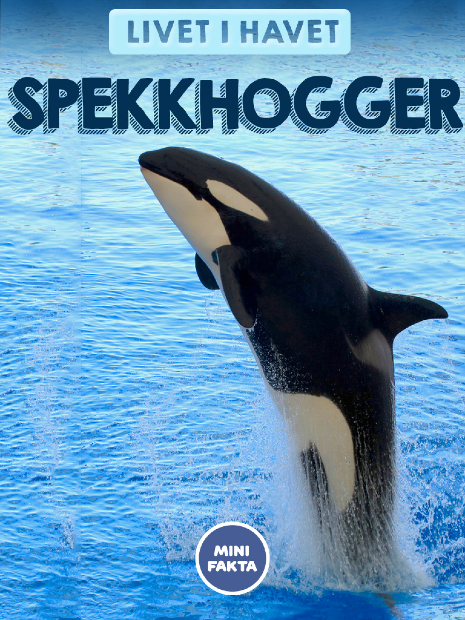 Spekkhogger Minifakta
