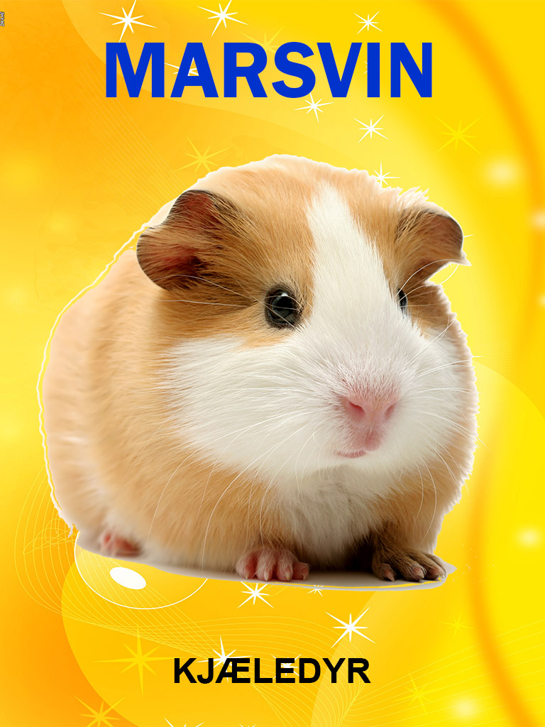 Marsvin